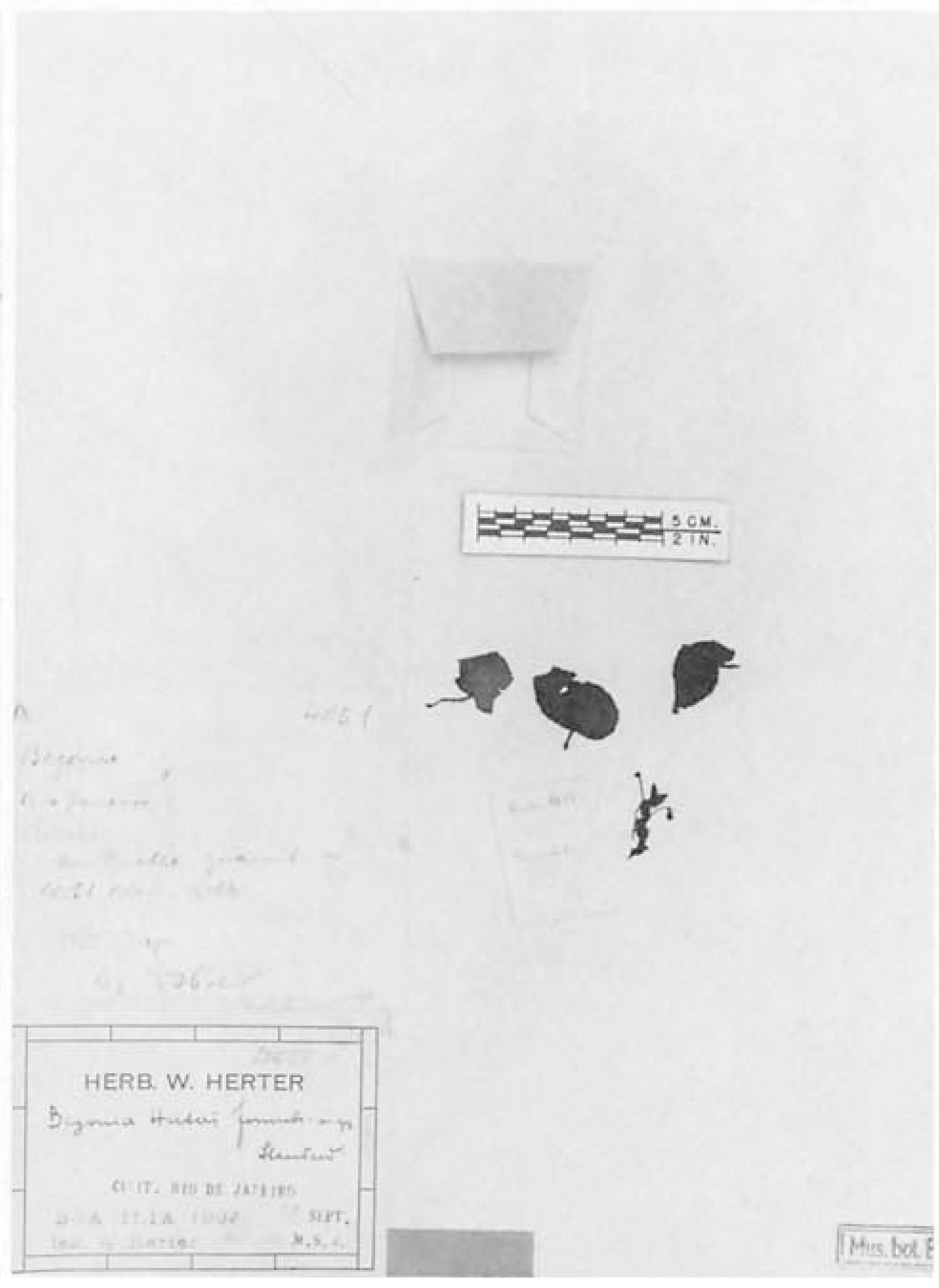 B. herteri